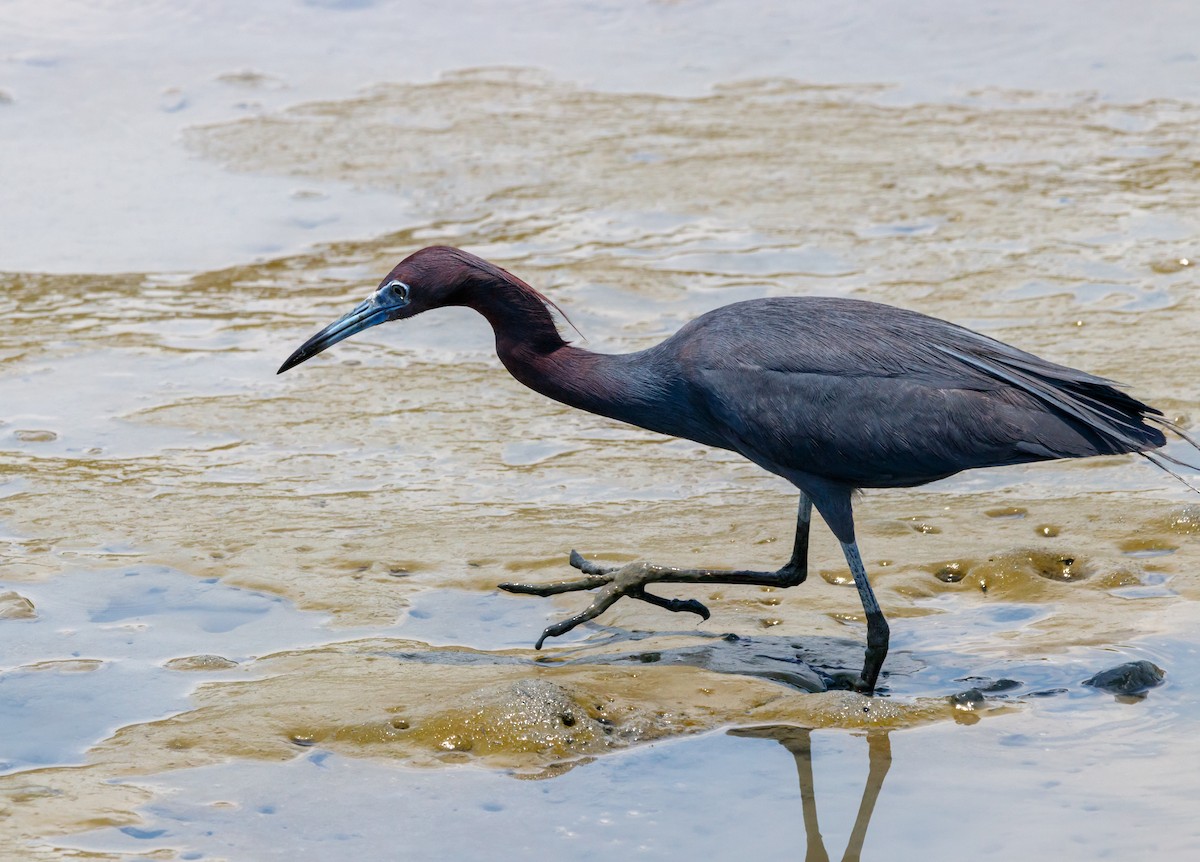 Little Blue Heron - ML624219638