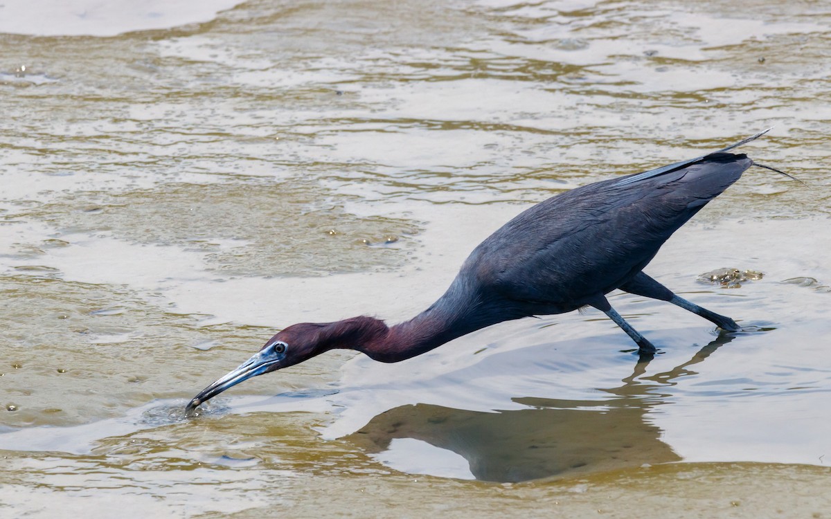 Little Blue Heron - ML624219639