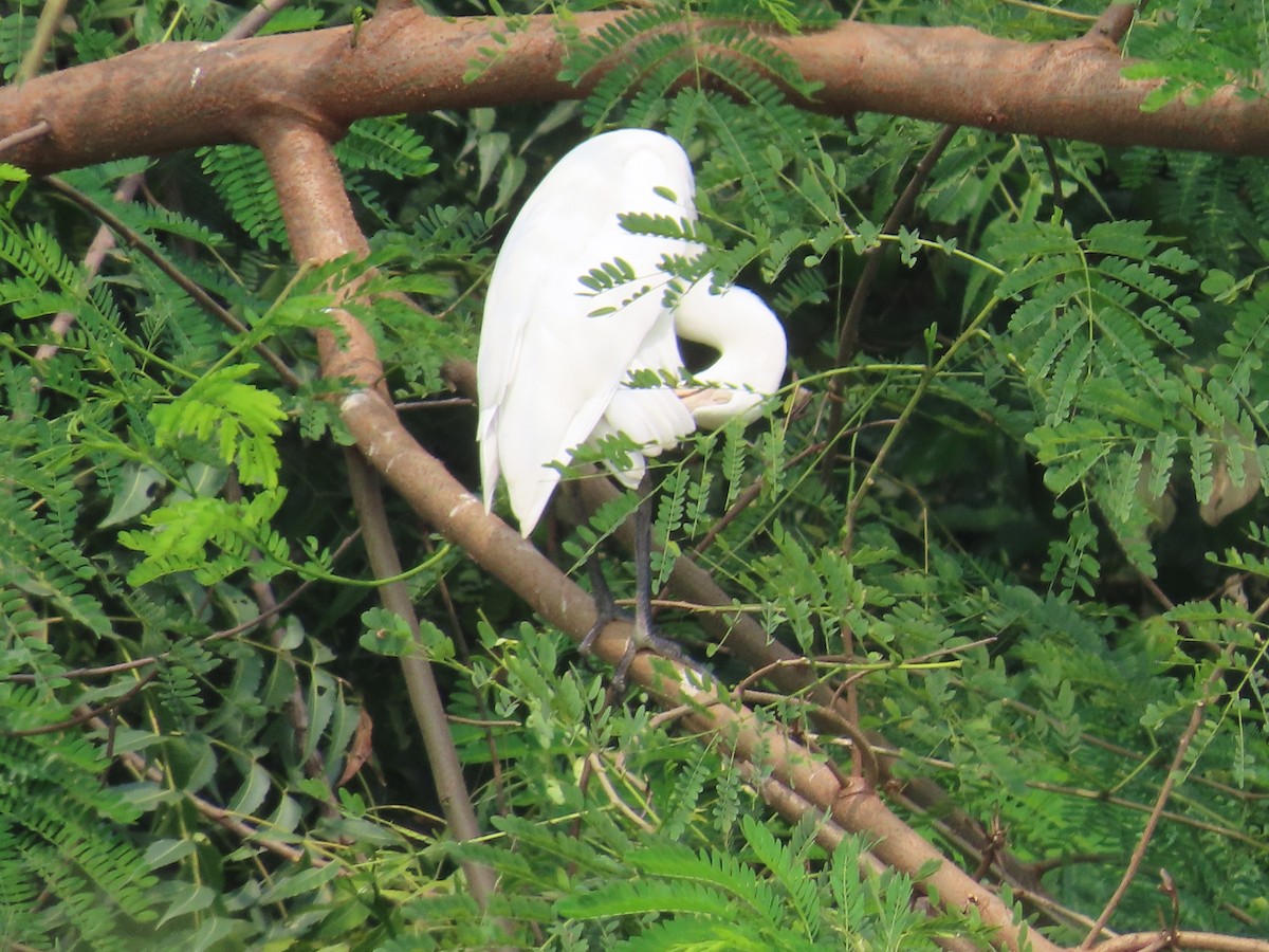 Eastern Cattle Egret - ML624219640