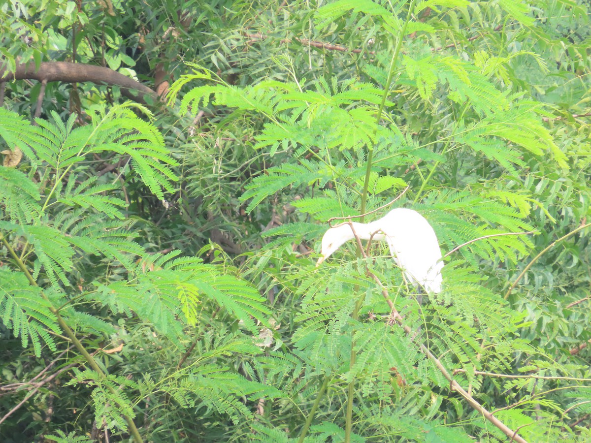 Eastern Cattle Egret - ML624219641