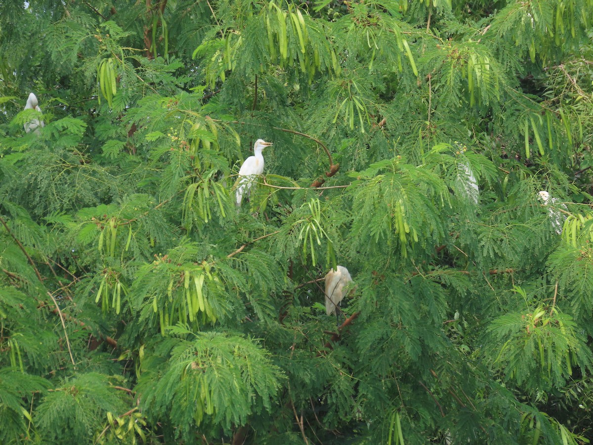 Eastern Cattle Egret - ML624219642