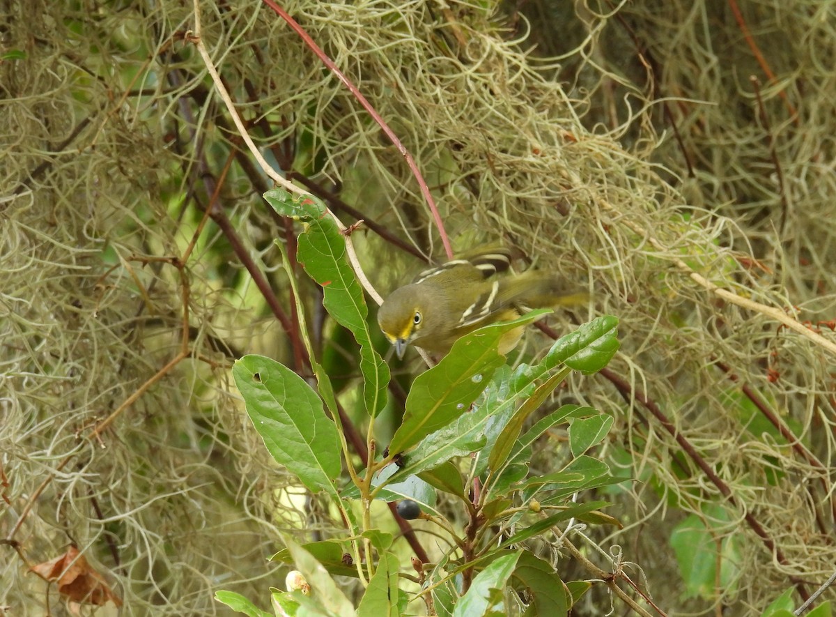 White-eyed Vireo - ML624219646