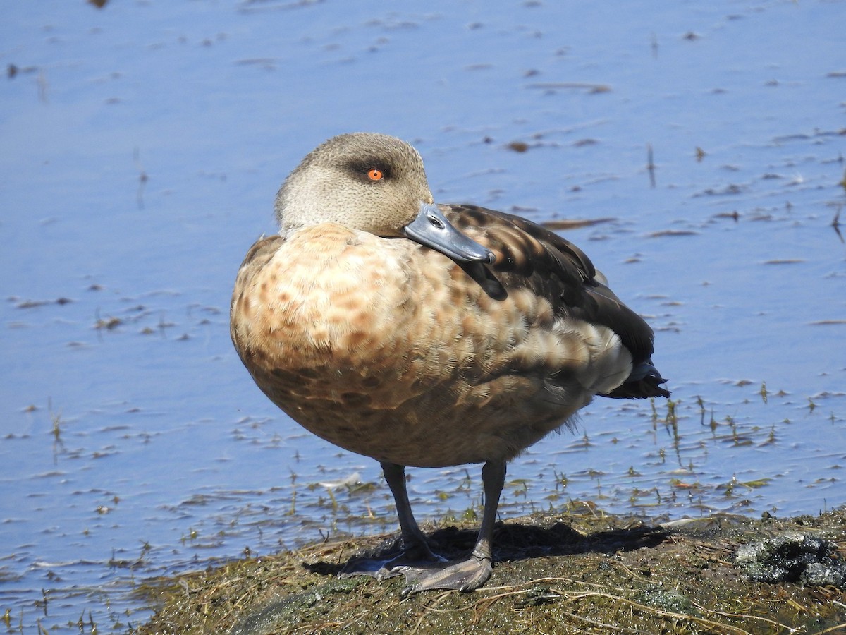 Crested Duck - ML624219649