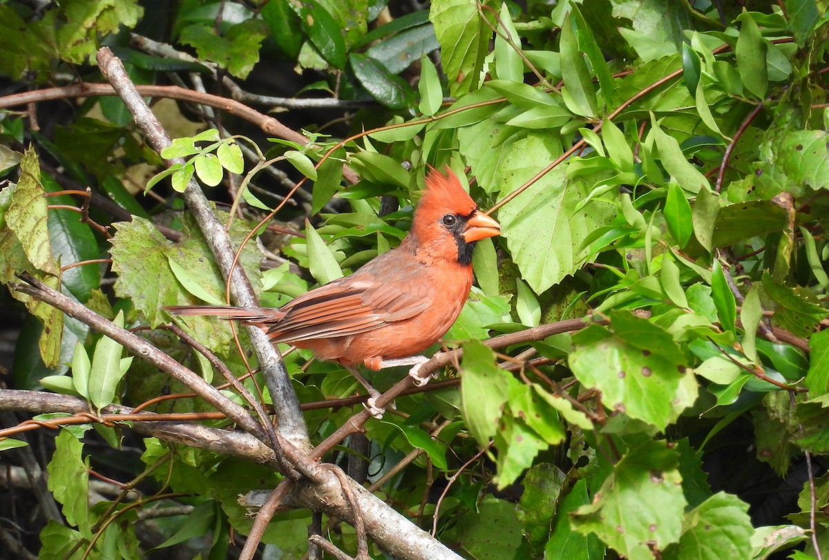 Northern Cardinal - Kimberly Snaric