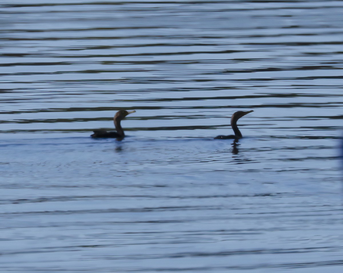 Double-crested Cormorant - ML624219651