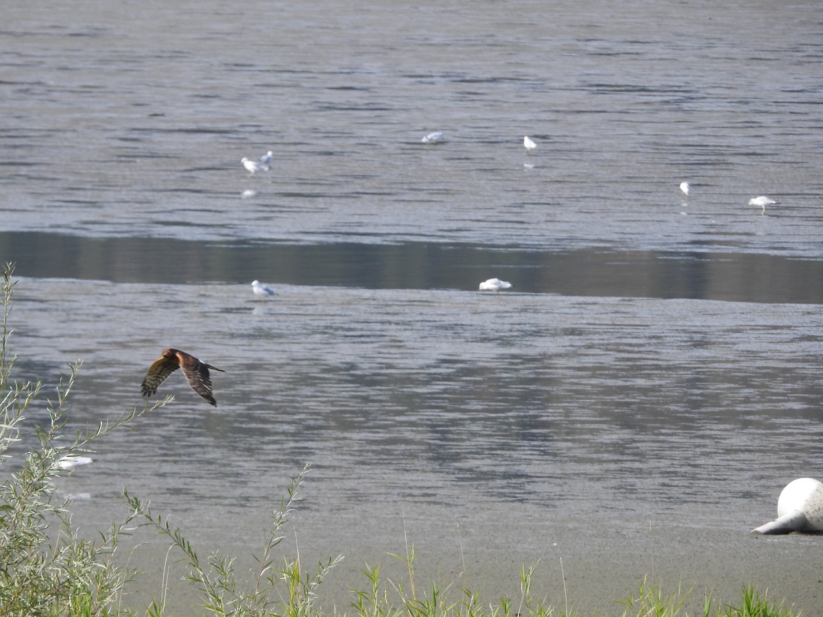 Northern Harrier - ML624219652