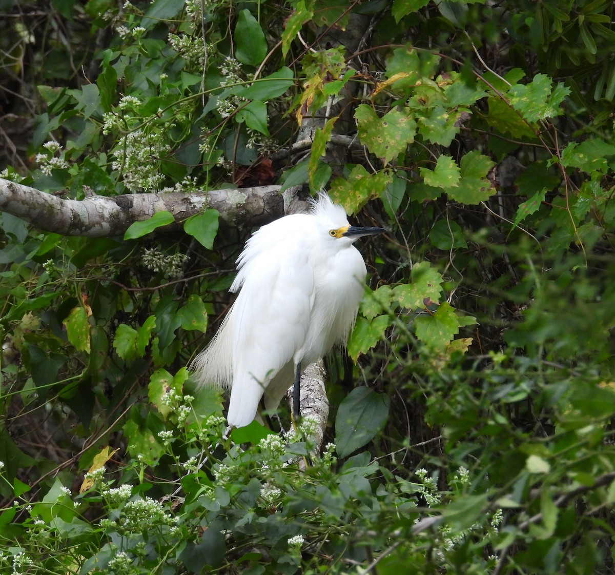 Snowy Egret - ML624219656