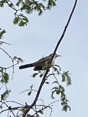 Yellow-billed Cuckoo - Anonymous