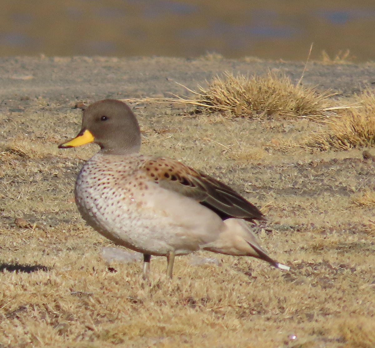 Yellow-billed Teal - ML624219665