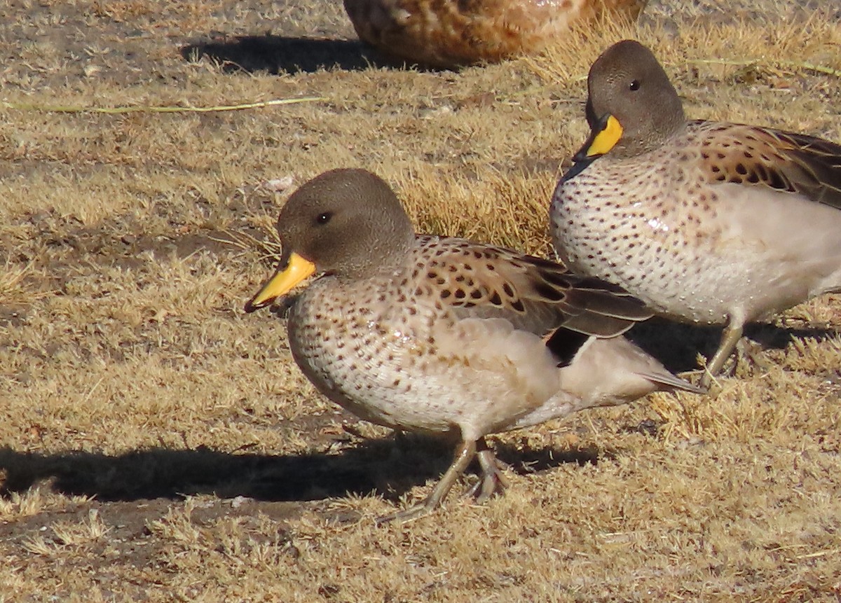 Yellow-billed Teal - ML624219681