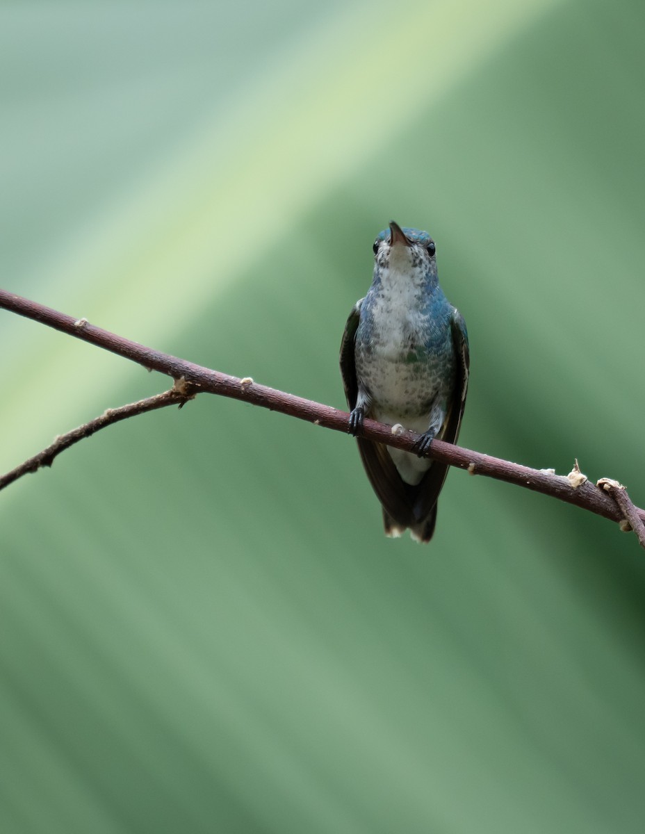 Sapphire-throated Hummingbird - ML624219686