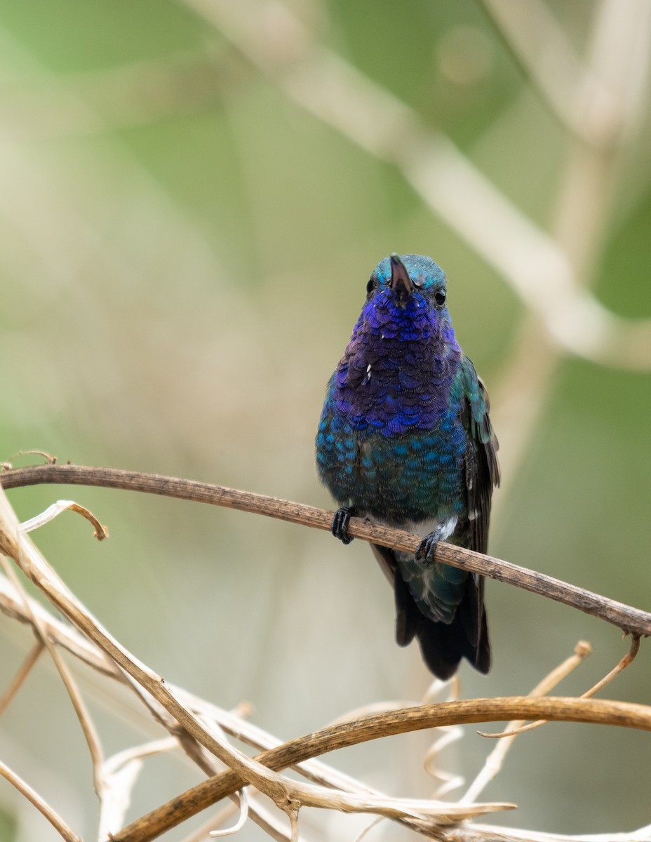 Sapphire-throated Hummingbird - ML624219687