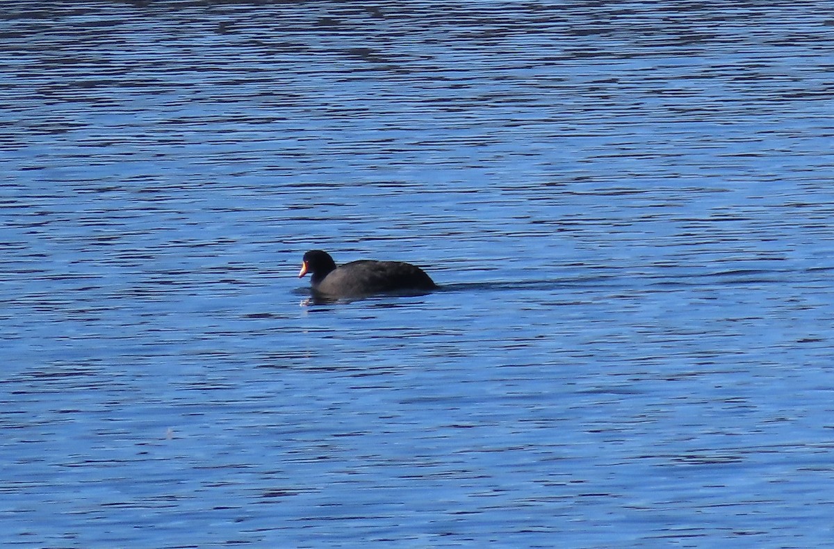 Giant Coot - ML624219711