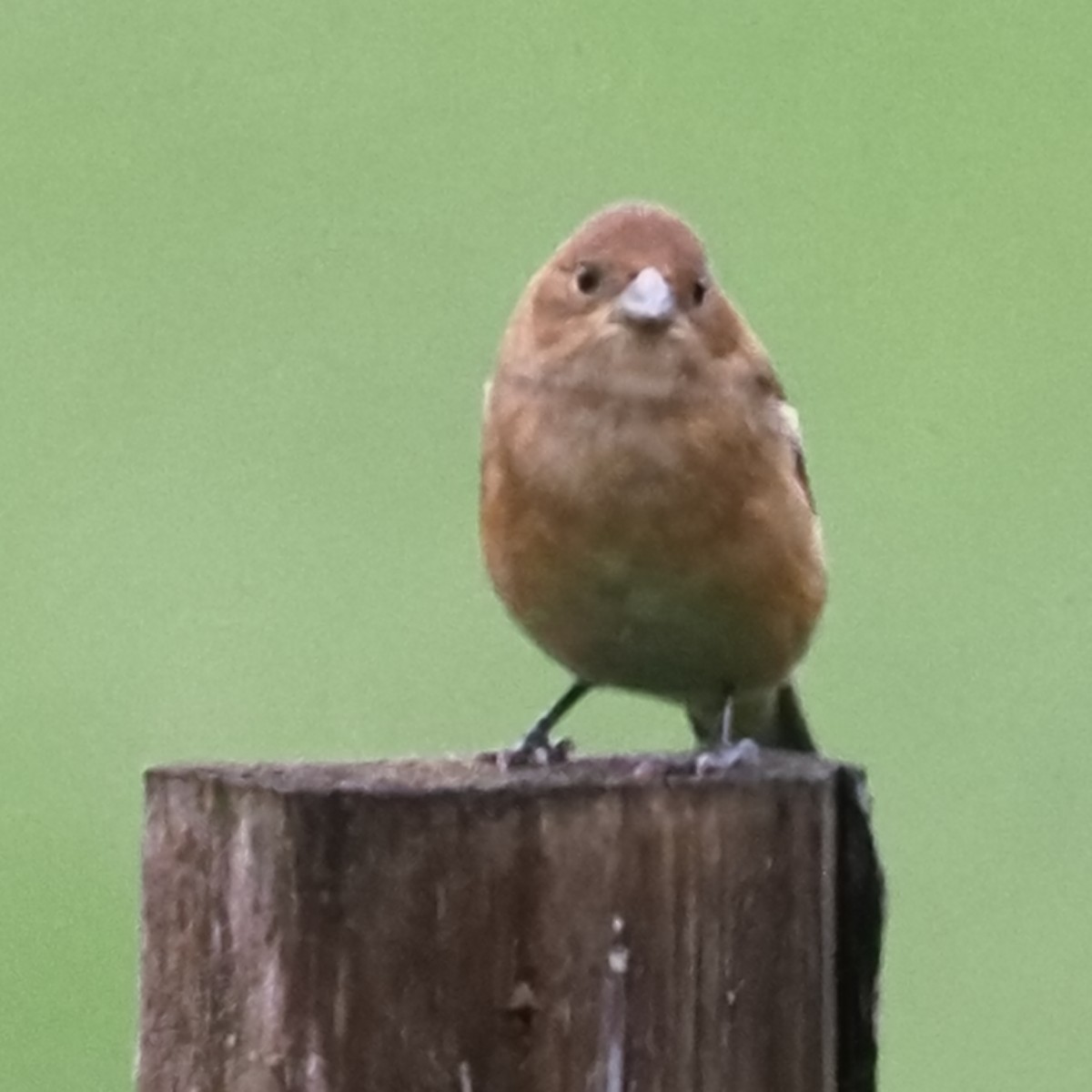 Indigo Bunting - Russell Myers