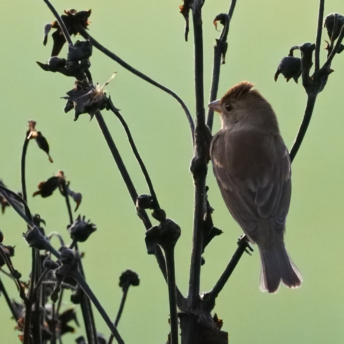 Indigo Bunting - ML624219720