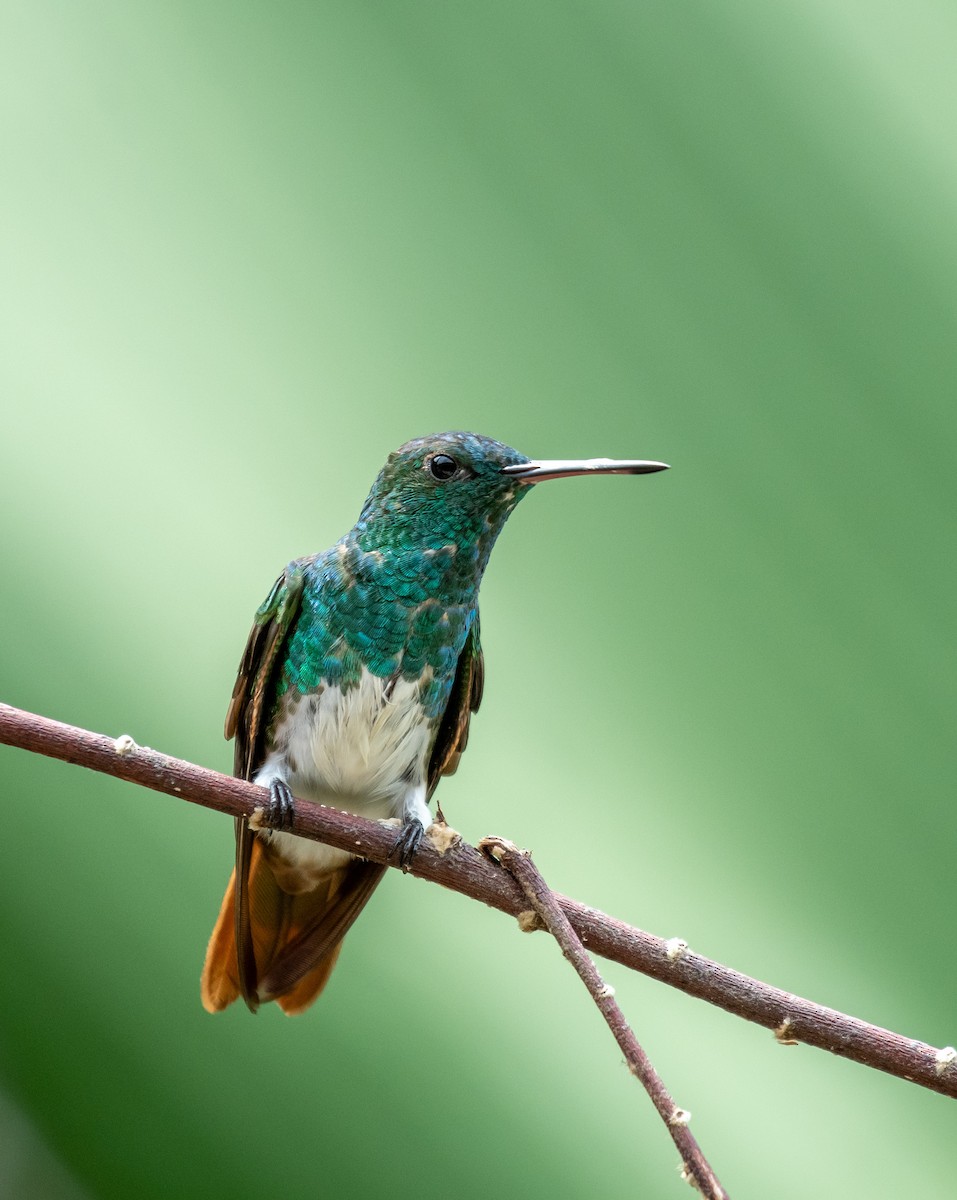 Snowy-bellied Hummingbird - ML624219729