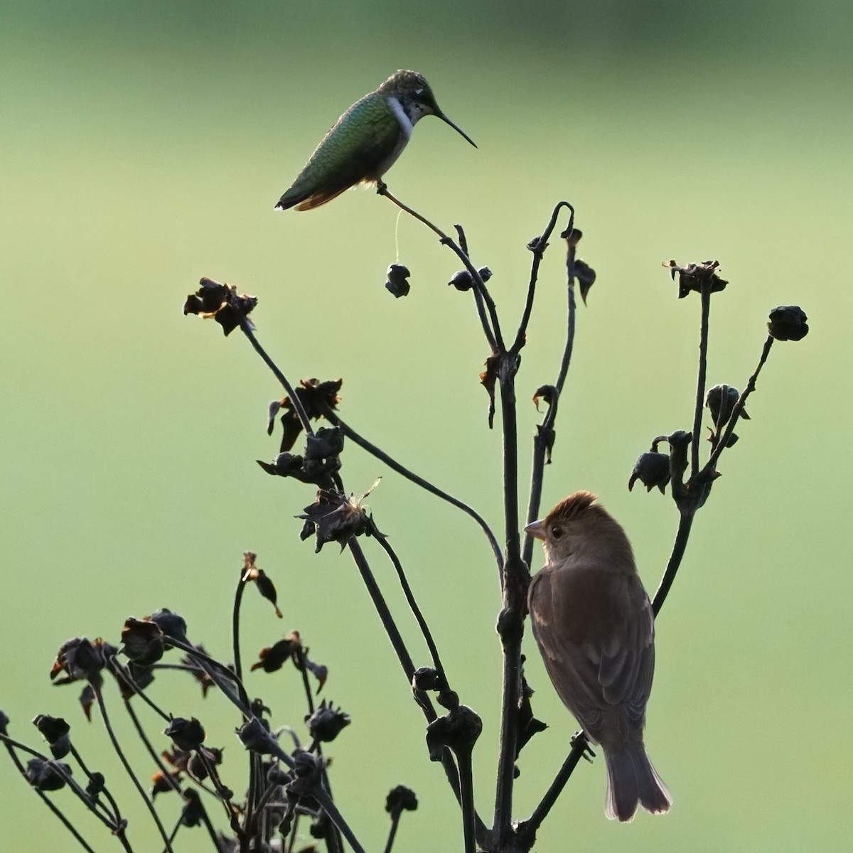 Ruby-throated Hummingbird - ML624219739