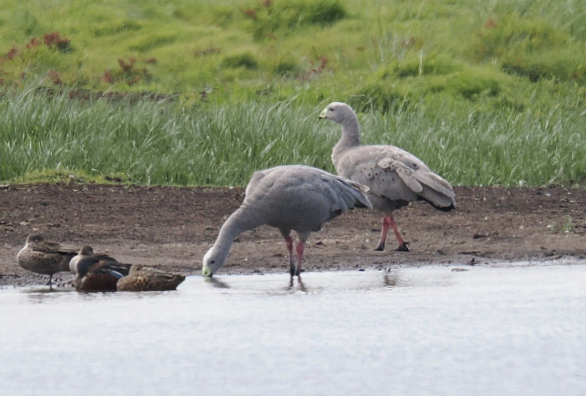 Cape Barren Goose - ML624219749