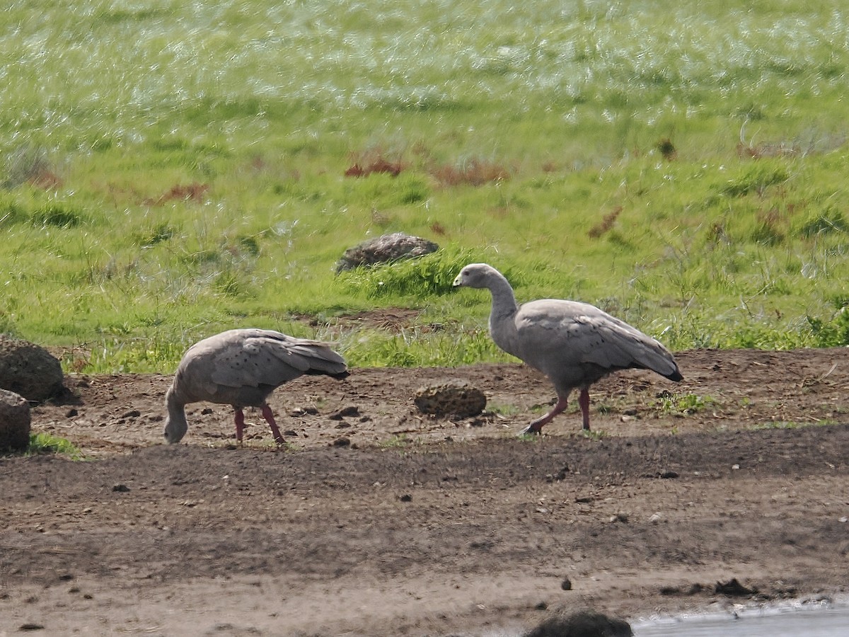 Cape Barren Goose - ML624219750