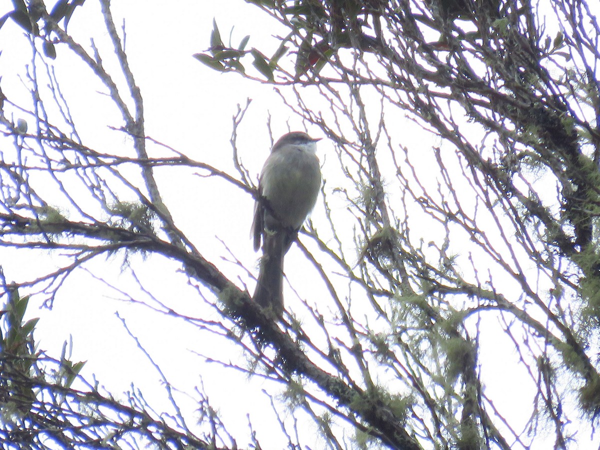 White-throated Tyrannulet - Sebastián Berrío