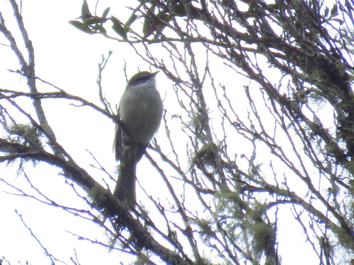 White-throated Tyrannulet - ML624219758