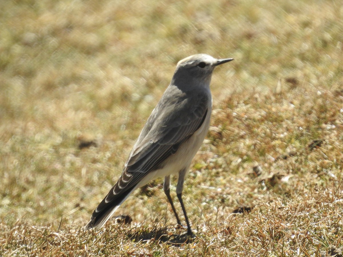 Ochre-naped Ground-Tyrant - David Cristóbal Huertas