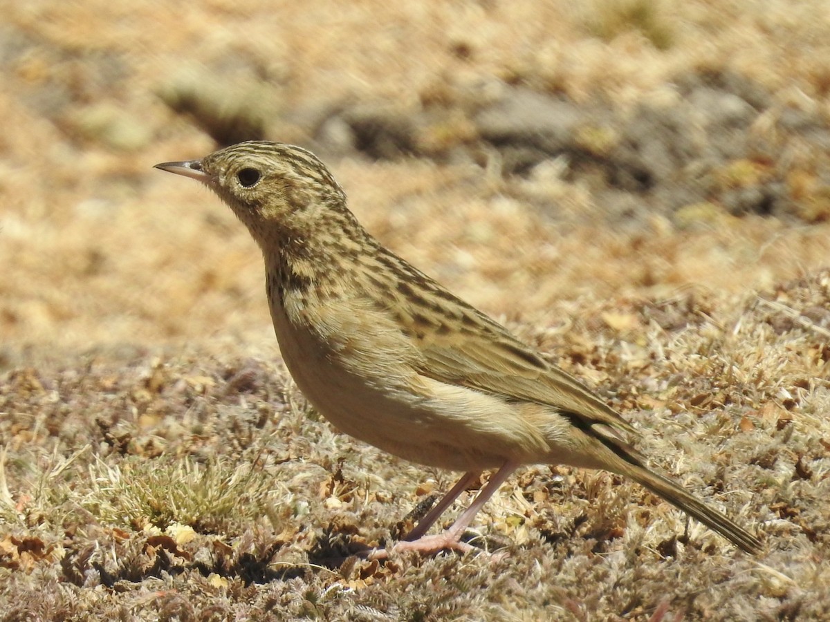 Paramo Pipit - ML624219769