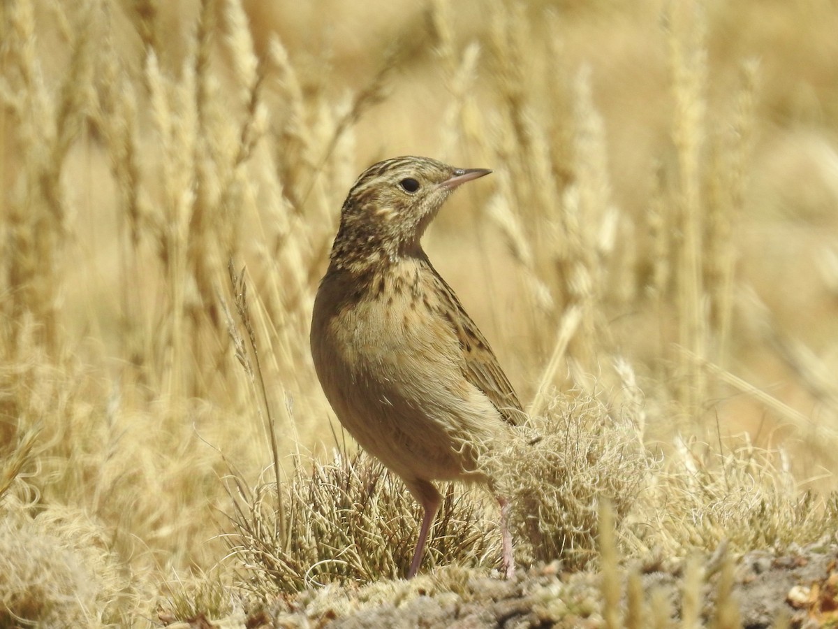 Paramo Pipit - ML624219770