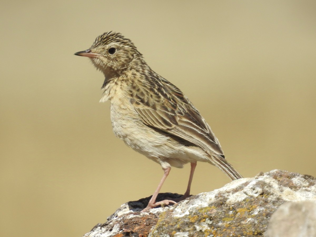 Paramo Pipit - ML624219771