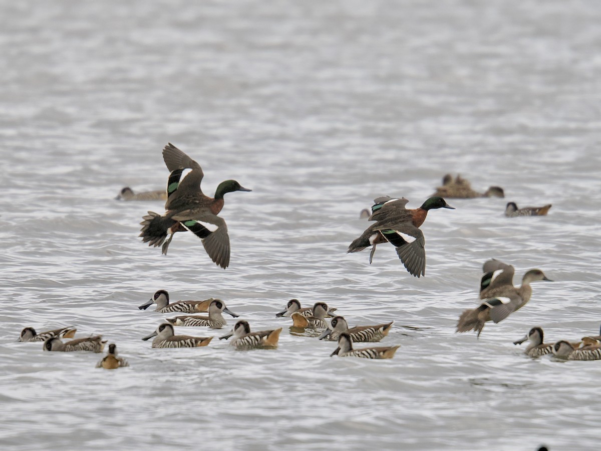 Chestnut Teal - Isa Dav