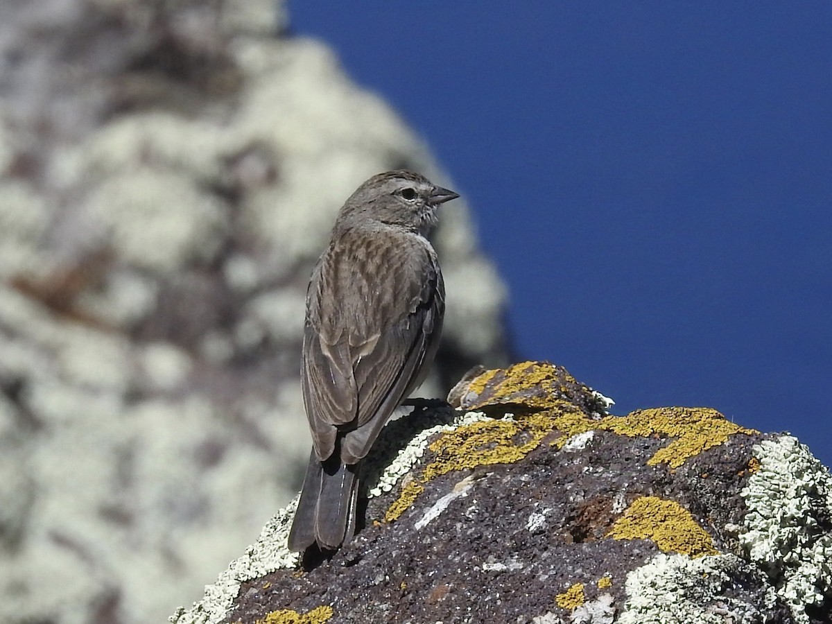 Ash-breasted Sierra Finch - ML624219779