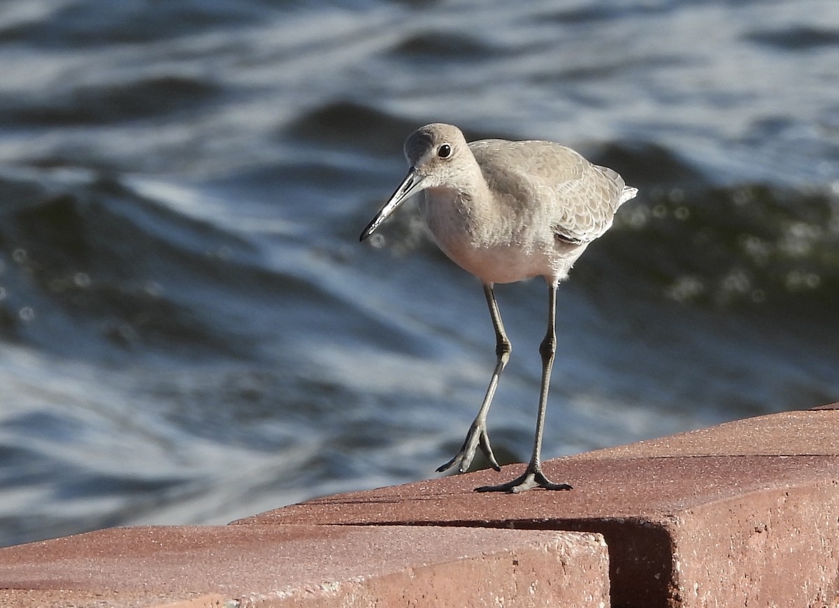 Willet - ML624219782