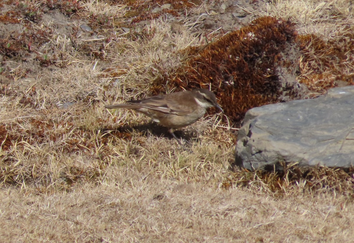 Cream-winged Cinclodes - ML624219788