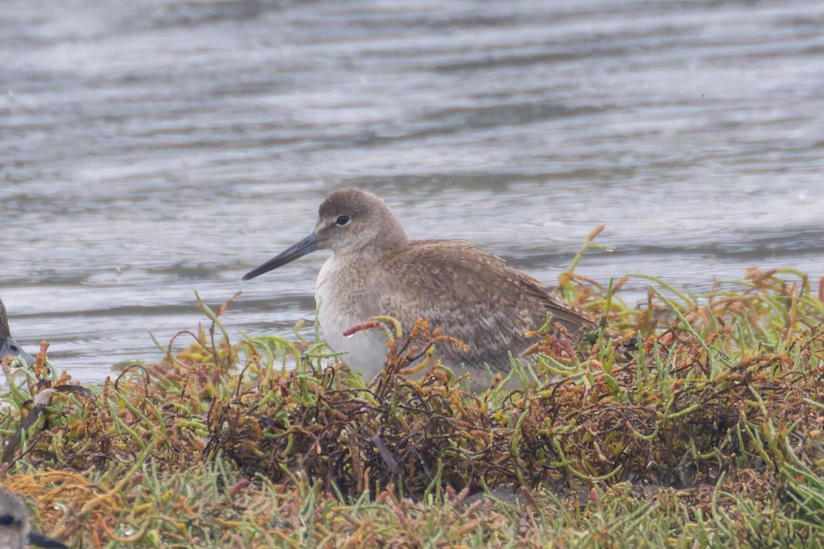 Willet - ML624219789