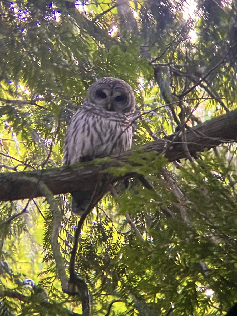 Barred Owl - ML624219790