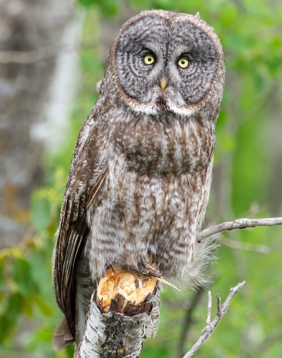 Great Gray Owl - ML624219793