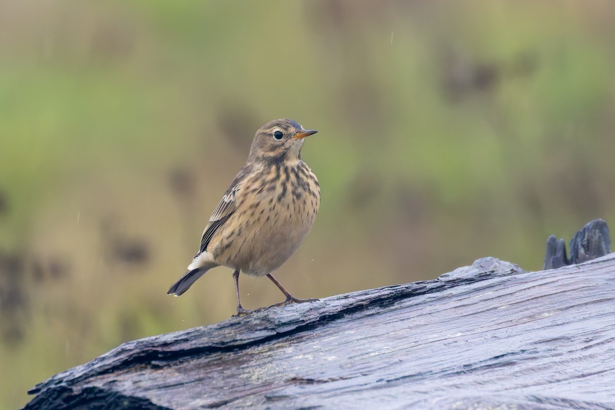 American Pipit - ML624219795