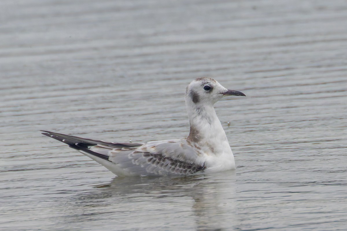 Bonaparte's Gull - ML624219797