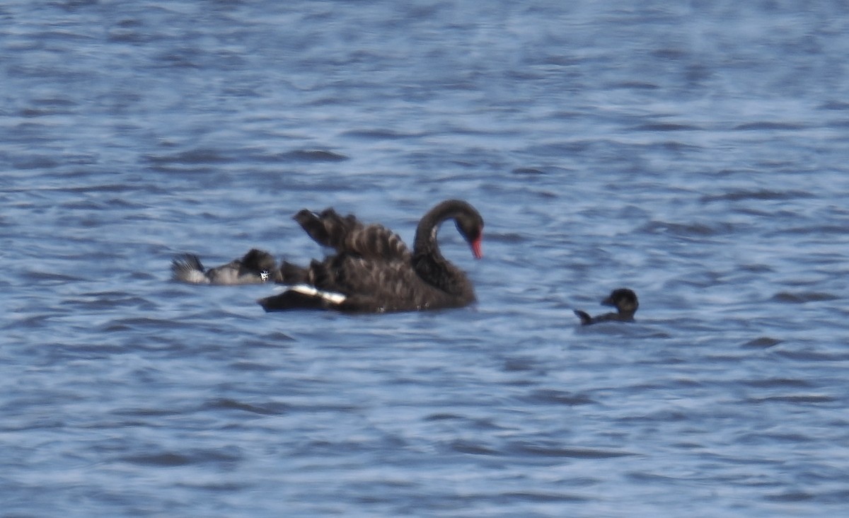 Musk Duck - ML624219802