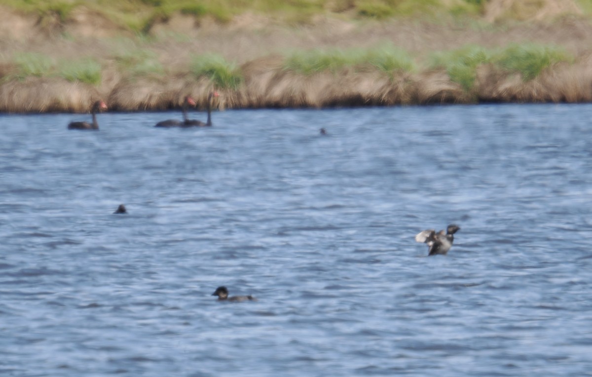 Musk Duck - ML624219803