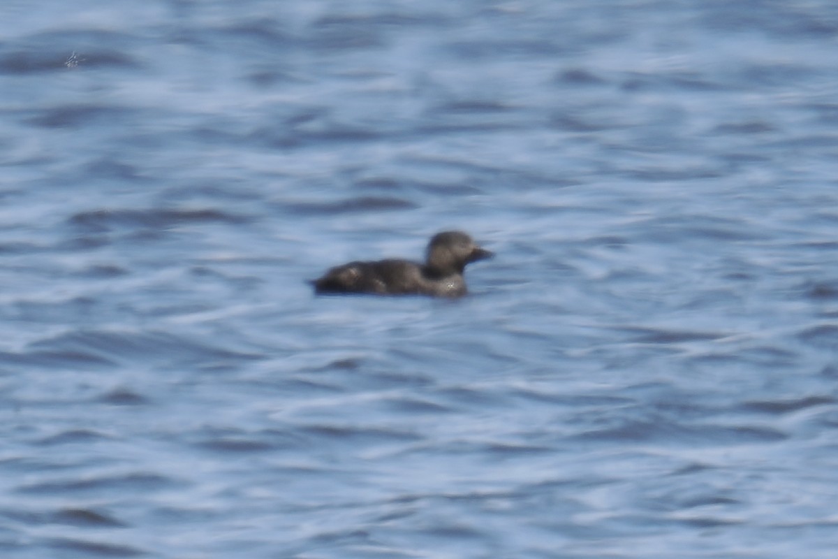 Musk Duck - ML624219804