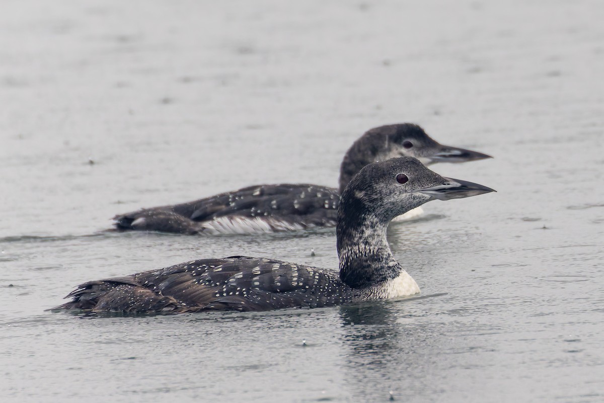 Common Loon - ML624219805