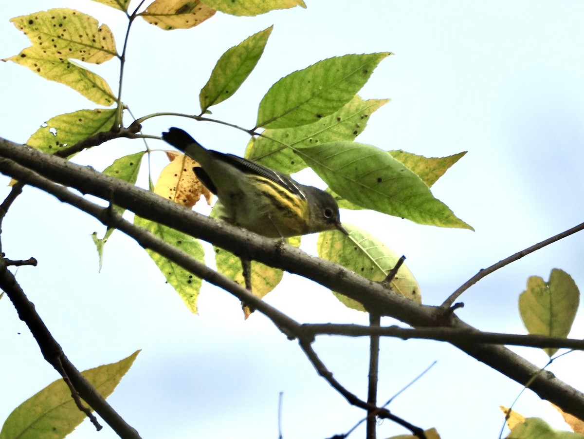 Magnolia Warbler - ML624219807