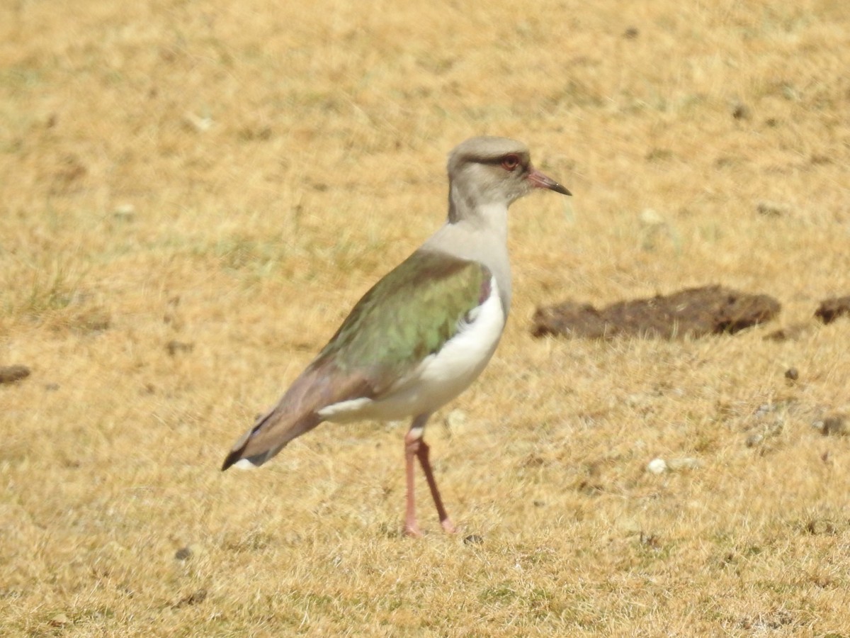 Andean Lapwing - ML624219808