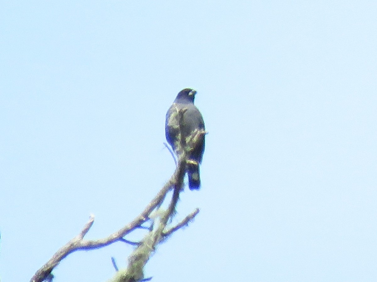 Red-crested Cotinga - ML624219812