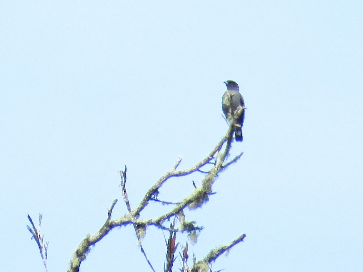 Red-crested Cotinga - ML624219813