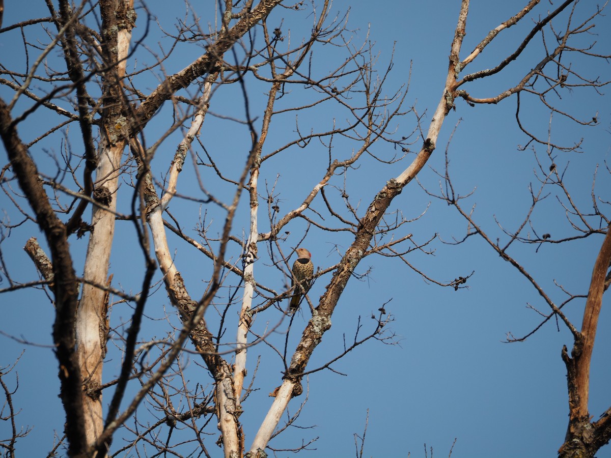 Northern Flicker - ML624219815