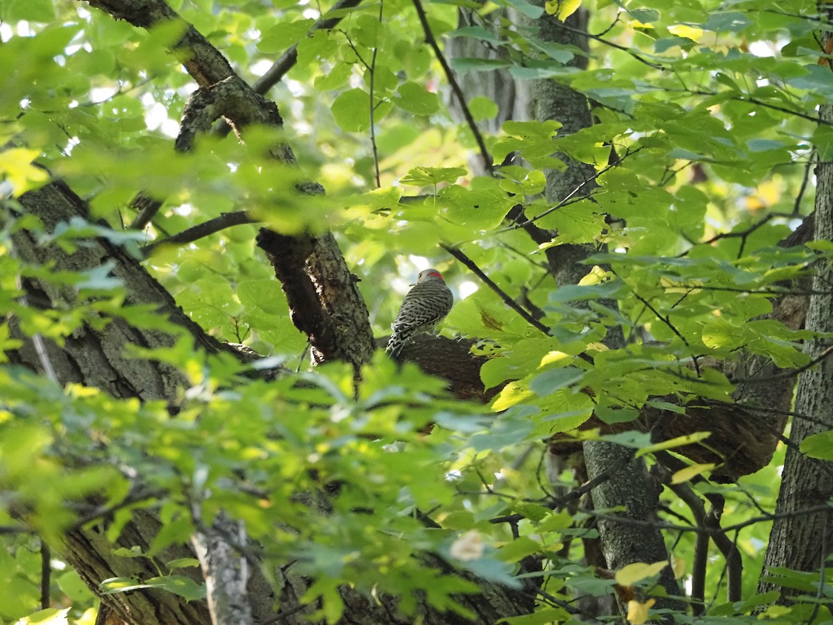 Northern Flicker - ML624219822