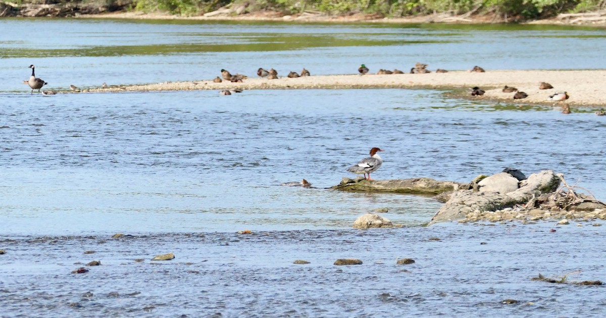 Common Merganser - ML624219824