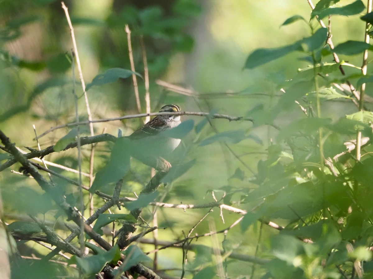 White-throated Sparrow - ML624219826